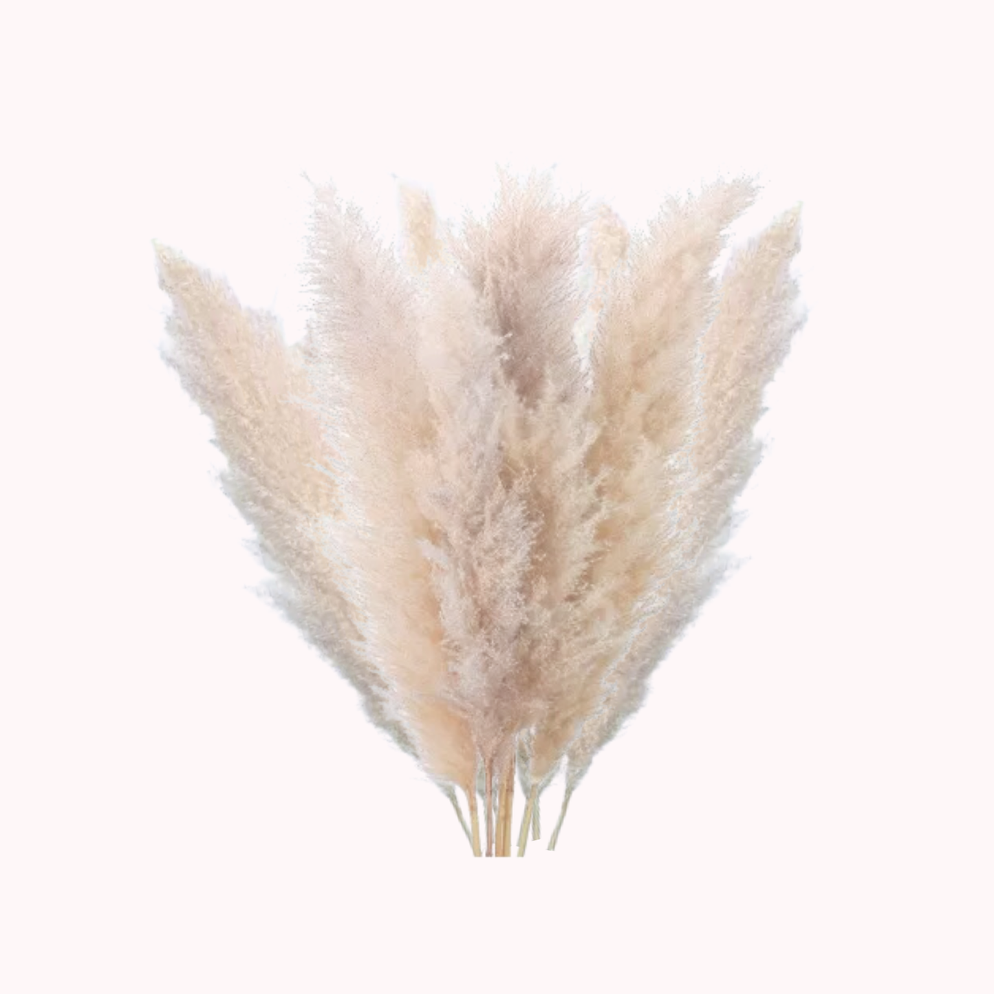 Ramo 10 Pampas Secas Decorativas XL