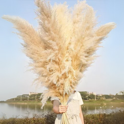Ramo 10 Pampas Secas Decorativas XL