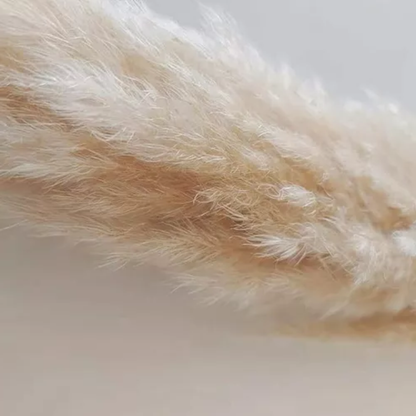 Ramo 10 Pampas Secas Decorativas XL