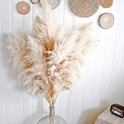 Ramo 10 Pampas Secas Decorativas XL