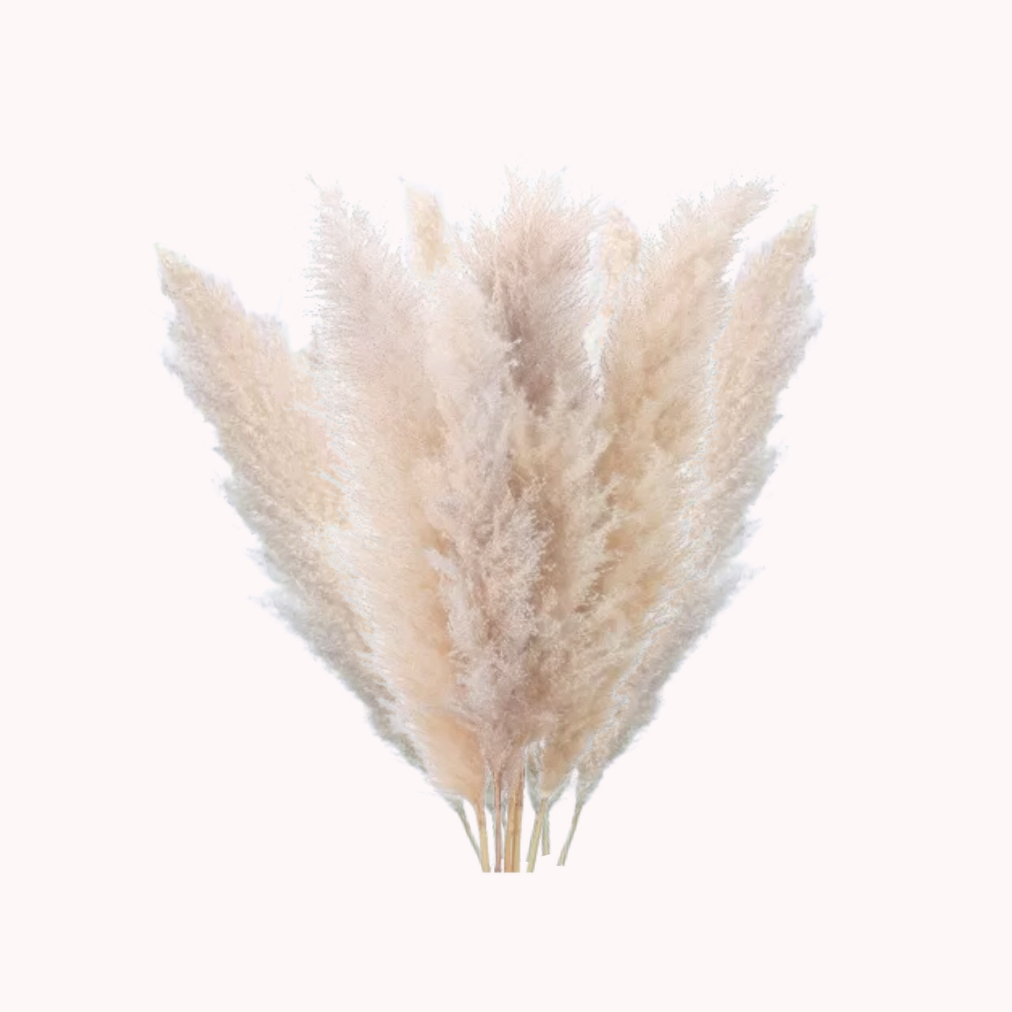 Ramo 10 Pampas Secas Decorativas